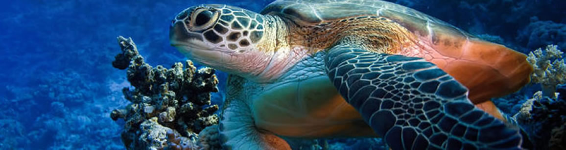 Schildkröten-beobachtung 2N/3T - Madagascar Mosaik Reisen